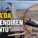 Cumda Adası’nda karaya vurdu