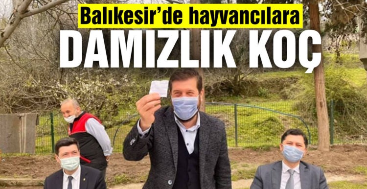 Balıkesir’de hayvancılara Merinos ırkı damızlık koç dağıtıldı