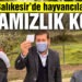 Balıkesir’de hayvancılara Merinos ırkı damızlık koç dağıtıldı