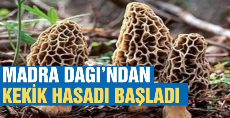 Madra Dağında kekik hasadı başladı