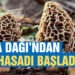 Madra Dağında kekik hasadı başladı