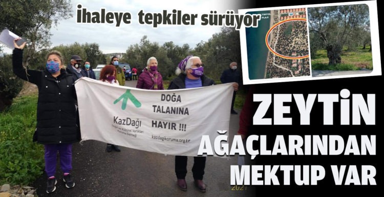 ZEYTİN AĞAÇLARINDAN MEKTUP VAR
