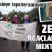 ZEYTİN AĞAÇLARINDAN MEKTUP VAR