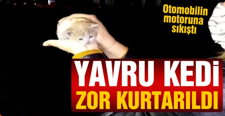 Otomobilin motoruna sıkışan inatçı yavru kedi zor kurtarıldı