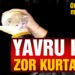 Otomobilin motoruna sıkışan inatçı yavru kedi zor kurtarıldı