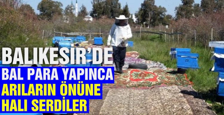Balıkesir’de bal para yapınca arıların önüne halı serdiler