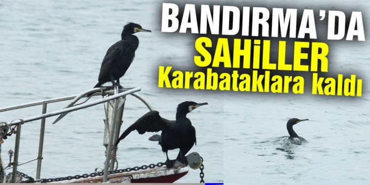 Bandırma’da sahiller onlara kaldı