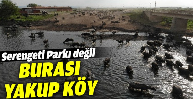 Serengeti Parkı değil Balıkesir Ovası