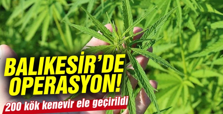 Balıkesir’de 200 kök kenevir bitkisi ele geçirildi