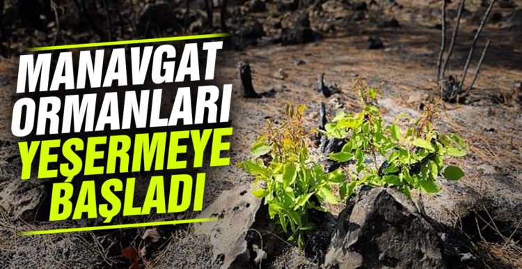 Yangında Yok Olan Manavgat Ormanları Canlanmaya Başladı: 7 Bitki Türü Yeniden Filizlendi