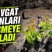 Yangında Yok Olan Manavgat Ormanları Canlanmaya Başladı: 7 Bitki Türü Yeniden Filizlendi
