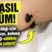 Bu kadarına da pes!