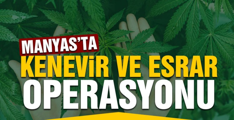 Manyas’ta esrar ve kenevir operasyonu