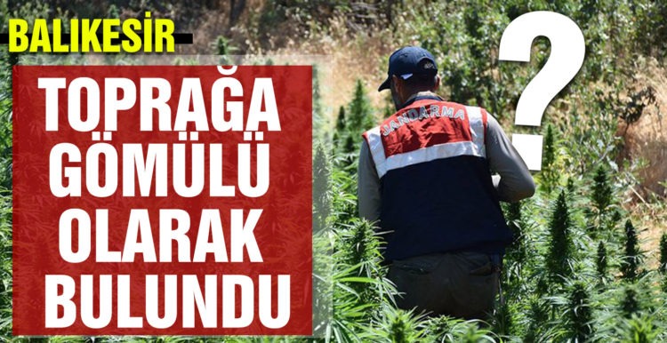 Toprağa gömülü esrar bulundu