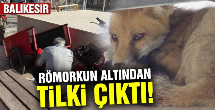 Römorkun altından tilki çıktı