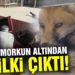 Römorkun altından tilki çıktı