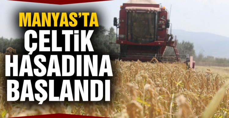 Manyas’ta çeltik hasadına başlandı