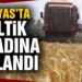 Manyas’ta çeltik hasadına başlandı