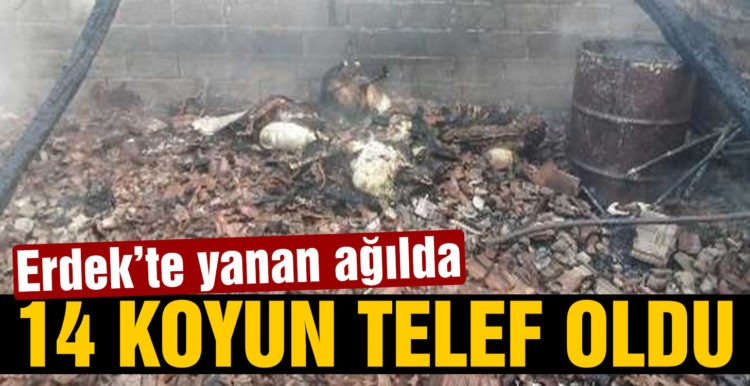 Erdek’te yanan ağılda 14 koyun telef oldu