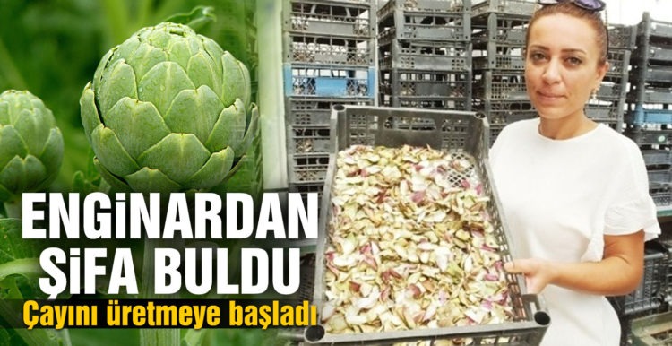 Enginardan şifa bulan kadın girişimci enginar çayı üretimine başladı