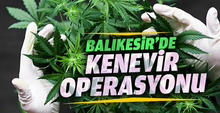 Manyas’ta jandarmadan kenevir operasyonu