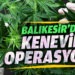 Manyas’ta jandarmadan kenevir operasyonu