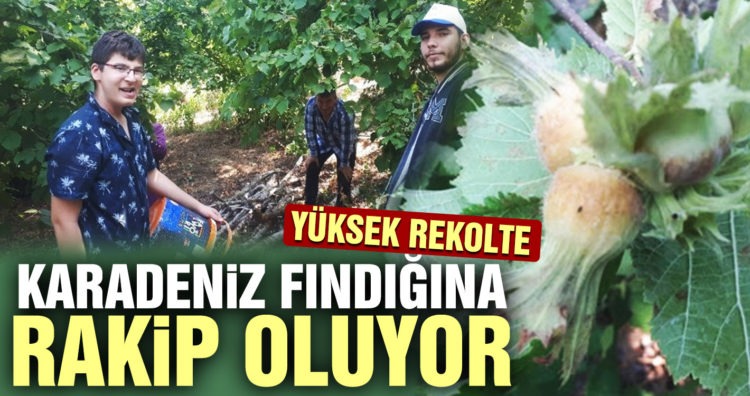 Kepsut fındığı Karadeniz fındığına rakip oluyor