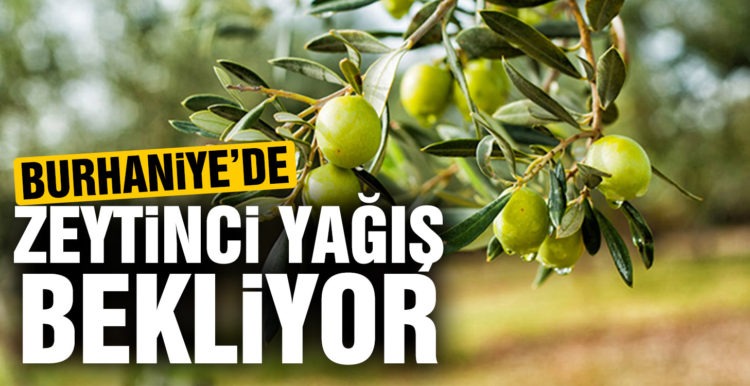 Burhaniye’de zeytinci yağmur bekliyor
