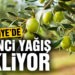 Burhaniye’de zeytinci yağmur bekliyor