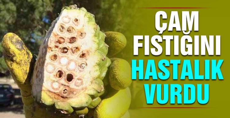 Balıkesir’de çamfıstığını hastalık vurdu