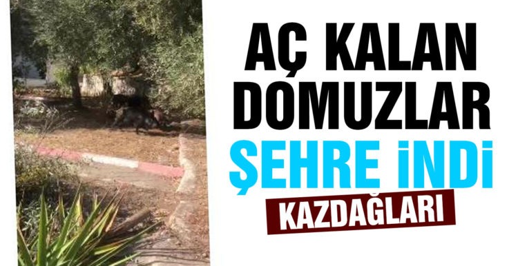 Kazdağları’na aç kalan domuzlar şehre indi, o ânlar kameralara yansıdı