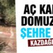 Kazdağları’na aç kalan domuzlar şehre indi, o ânlar kameralara yansıdı