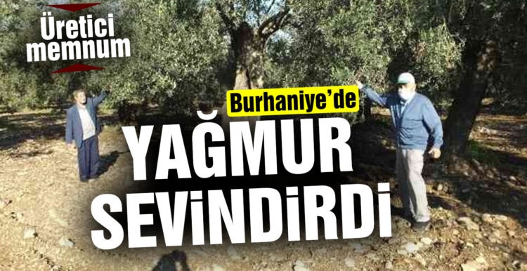 Burhaniye’de yağmur zeytinciyi sevindirdi