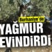 Burhaniye’de yağmur zeytinciyi sevindirdi
