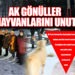 AK GÖNÜLLER SOKAK HAYVANLARINI UNUTMUYOR