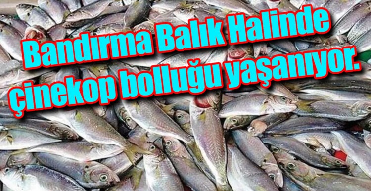 Bandırma Balık Halinde çinekop bolluğu yaşanıyor