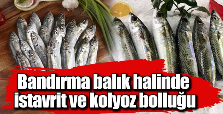 Bandırma balık halinde istavrit ve kolyoz bolluğu