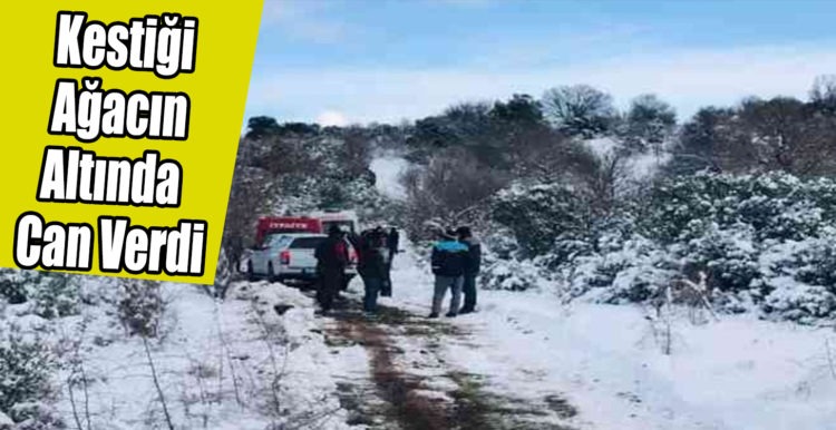 Kestiği Ağacın Altında Can Verdi