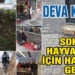 DEVA KARESİ SOKAK HAYVANLARI İÇİN HAREKETE GEÇTİ