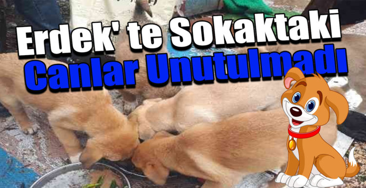 Erdek’ te Sokaktaki Canlar Unutulmadı