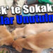 Erdek’ te Sokaktaki Canlar Unutulmadı