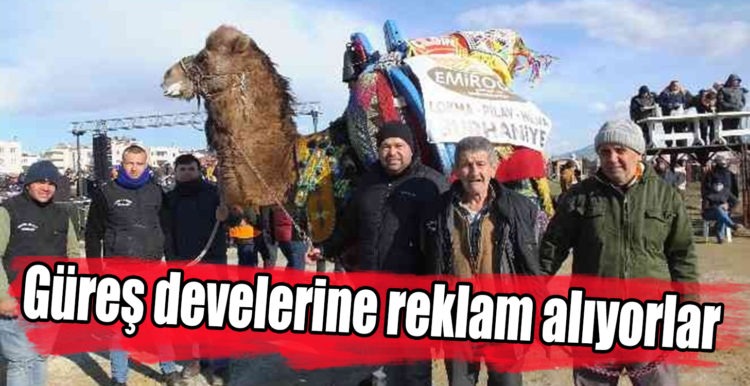 Güreş Develerine Reklam Alıyorlar