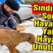 Sındırgı’da Soğuk Havalarda Yaban Hayatı’da Unutulmadı !