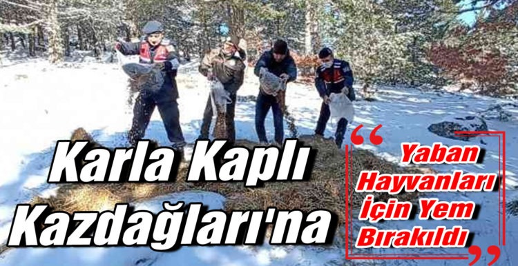 Karla Kaplı Kazdağları’na Yaban Hayvanları İçin Yem Bırakıldı …