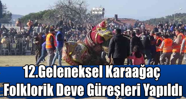 12.Geleneksel Karaağaç Folklorik Deve Güreşleri Yapıldı