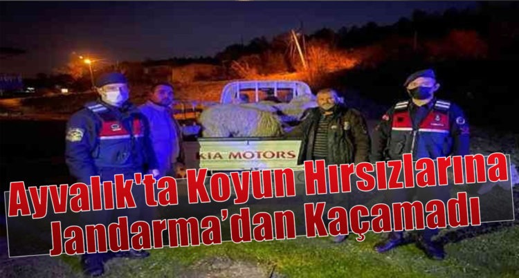 Ayvalık’ta Koyun Hırsızlarına  Jandarma’dan Kaçamadı