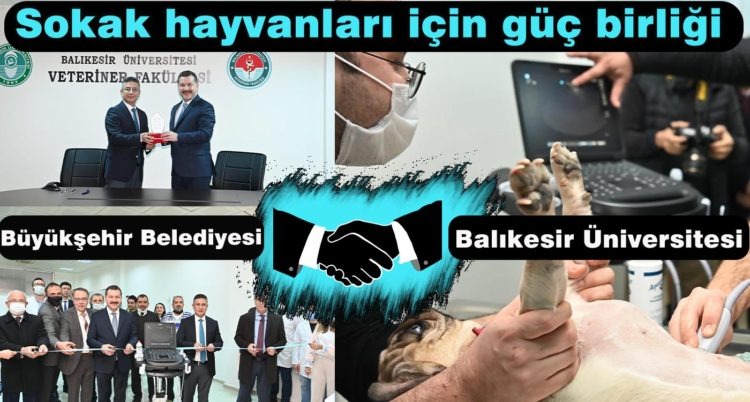 BBB ve BAÜN sokak hayvanları için güçlerini birleştirdi