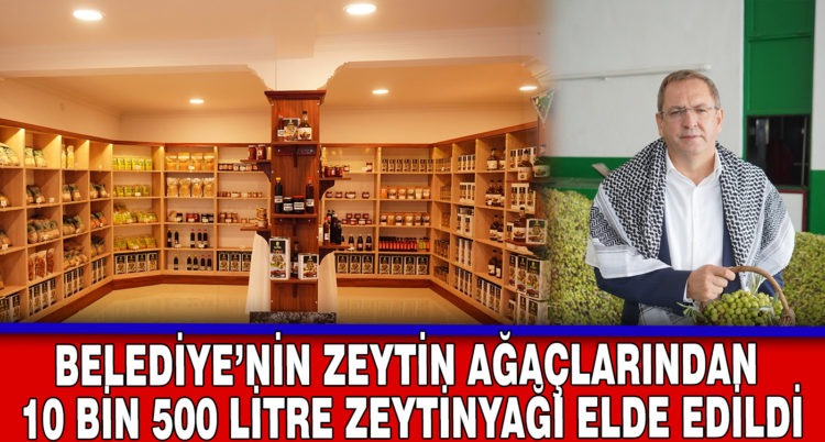 BELEDİYE’NİN ZEYTİN AĞAÇLARINDAN 10 BİN 500 LİTRE ZEYTİNYAĞI ELDE EDİLDİ