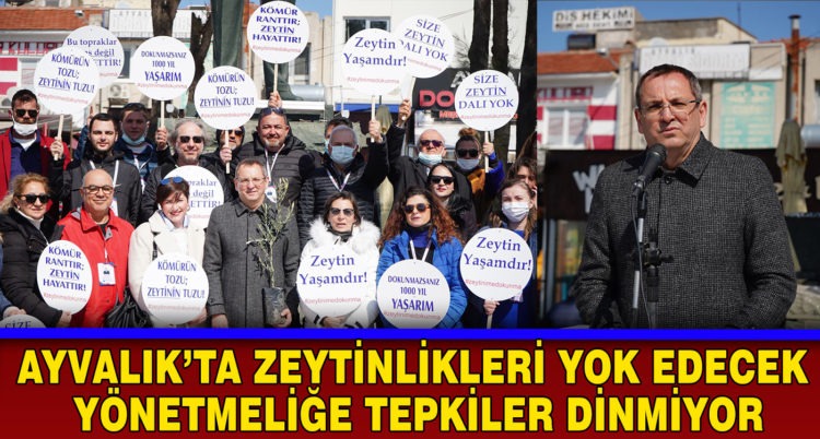 AYVALIK’TA ZEYTİNLİKLERİ YOK EDECEK YÖNETMELİĞE TEPKİLER DİNMİYOR