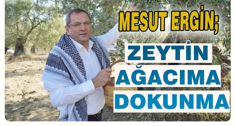 MESUT ERGİN: ” ZEYTİN AĞACIMA DOKUNMA “